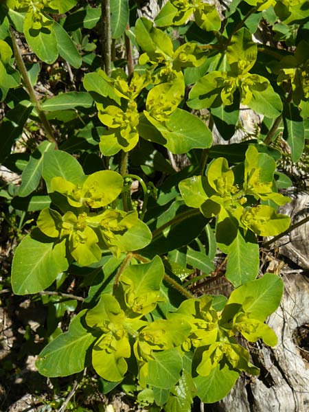 Euphorbia oblongata \ Eibl&auml;ttrige Wolfsmilch / Eggleaf Spurge, Balkan Spurge, Lesbos Agiasos 15.4.2014