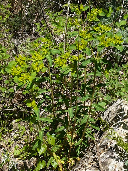 Euphorbia oblongata \ Eibl&auml;ttrige Wolfsmilch / Eggleaf Spurge, Balkan Spurge, Lesbos Agiasos 15.4.2014