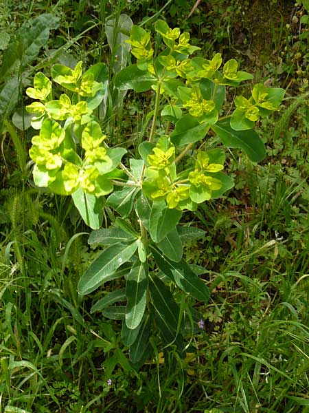 Euphorbia oblongata \ Eibl&auml;ttrige Wolfsmilch / Eggleaf Spurge, Balkan Spurge, Lesbos Asomatos 24.4.2014