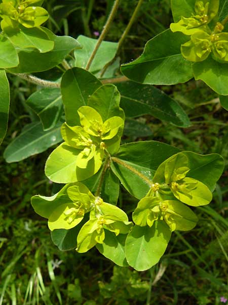 Euphorbia oblongata \ Eibl&auml;ttrige Wolfsmilch / Eggleaf Spurge, Balkan Spurge, Lesbos Asomatos 24.4.2014