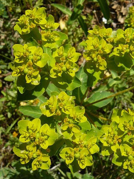 Euphorbia oblongata \ Eibl&auml;ttrige Wolfsmilch / Eggleaf Spurge, Balkan Spurge, Lesbos Agiasos 24.4.2014
