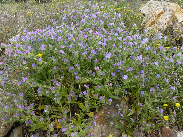 Echium plantagineum \ Wegerich-Natternkopf / Purple Viper's Bugloss, Lesbos Polichnitos 16.4.2014