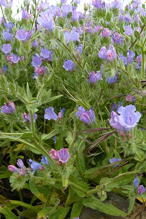 Echium plantagineum \ Wegerich-Natternkopf / Purple Viper's Bugloss, Lesbos Polichnitos 16.4.2014