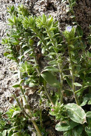 Echium parviflorum \ Kleinbl&uuml;tiger Natternkopf / Small Flowered Bugloss, Lesbos Molyvos 19.4.2014