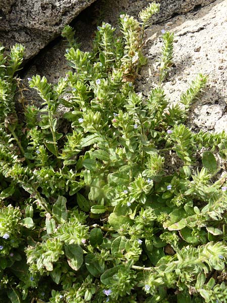Echium parviflorum \ Kleinbl&uuml;tiger Natternkopf / Small Flowered Bugloss, Lesbos Molyvos 19.4.2014