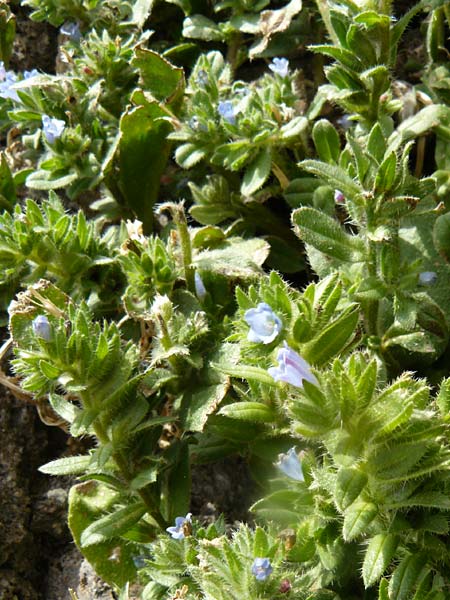 Echium parviflorum \ Kleinbl&uuml;tiger Natternkopf / Small Flowered Bugloss, Lesbos Molyvos 19.4.2014