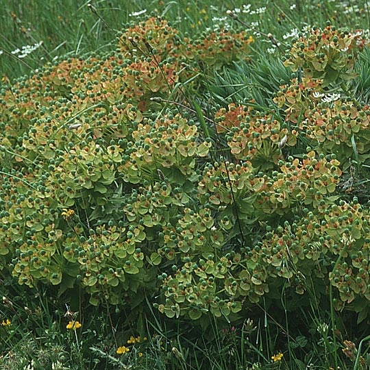 Euphorbia oblongata \ Eibl&auml;ttrige Wolfsmilch / Eggleaf Spurge, Balkan Spurge, Lesbos Agiasos 13.5.1995