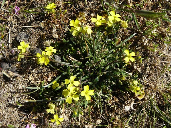 Erysimum senoneri subsp. icaricum \ Ikaria-Sch�terich / Icarian Treacle Mustard, Lesbos Sigri 14.4.2014