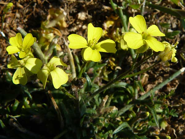 Erysimum senoneri subsp. icaricum \ Ikaria-Sch�terich / Icarian Treacle Mustard, Lesbos Sigri 14.4.2014