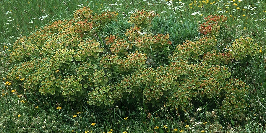 Euphorbia oblongata \ Eibl&auml;ttrige Wolfsmilch / Eggleaf Spurge, Balkan Spurge, Lesbos Agiasos 13.5.1995