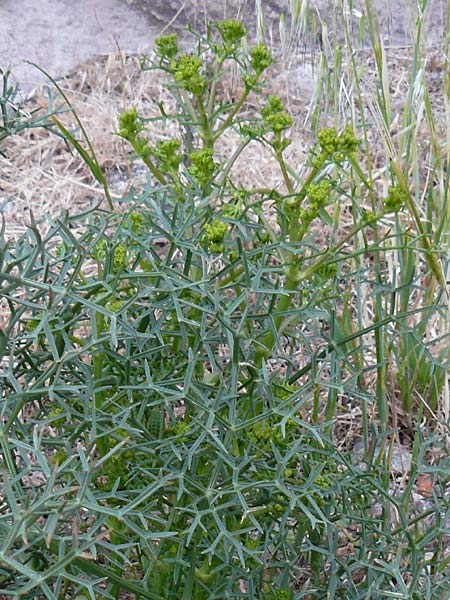 Ferula glauca \ Graugr&uuml;nes Rutenkraut, Blaugr&uuml;nes Steckenkraut / Bluish Fennel, Lesbos Skala Eresos 22.4.2014