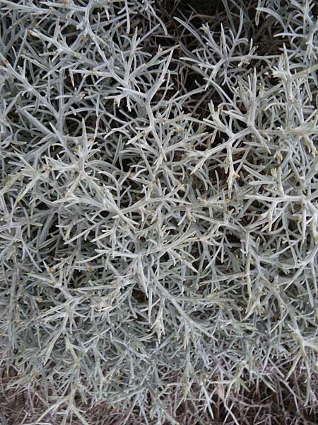 Ferula glauca \ Graugr&uuml;nes Rutenkraut, Blaugr&uuml;nes Steckenkraut / Bluish Fennel, Lesbos Skala Eresos 22.4.2014