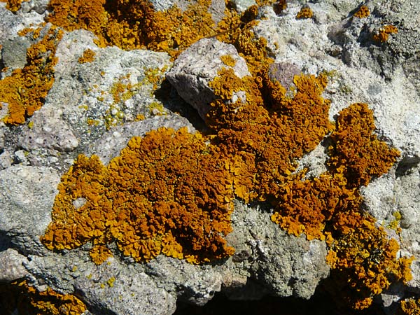 Xanthoria parietina ? \ Gew&ouml;hnliche Gelb-Flechte / Yellow Lichen, Lesbos Sigri 14.4.2014