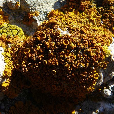 Xanthoria parietina ? \ Gew&ouml;hnliche Gelb-Flechte / Yellow Lichen, Lesbos Sigri 14.4.2014