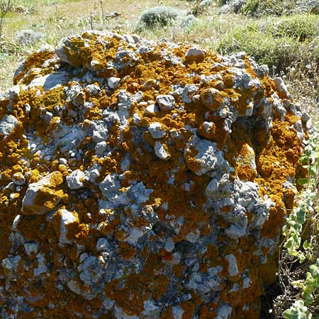 Xanthoria parietina ? \ Gew&ouml;hnliche Gelb-Flechte / Yellow Lichen, Lesbos Sigri 14.4.2014