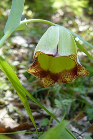 Fritillaria pontica \ Balkan-Schachblume / Pontic Fritillary, Lesbos Agiasos 15.4.2014