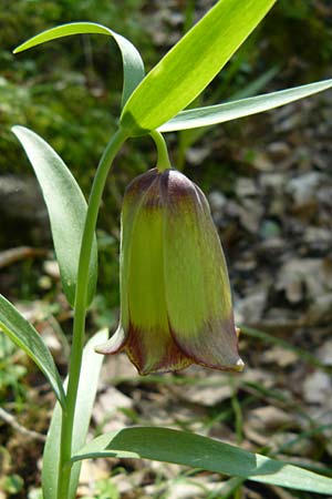Fritillaria pontica \ Balkan-Schachblume / Pontic Fritillary, Lesbos Agiasos 15.4.2014