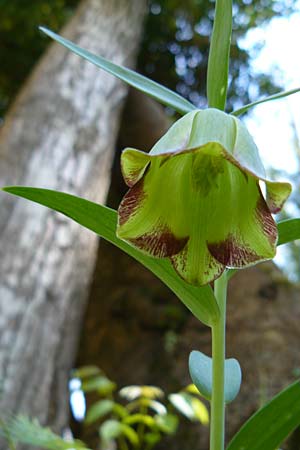 Fritillaria pontica \ Balkan-Schachblume / Pontic Fritillary, Lesbos Agiasos 15.4.2014