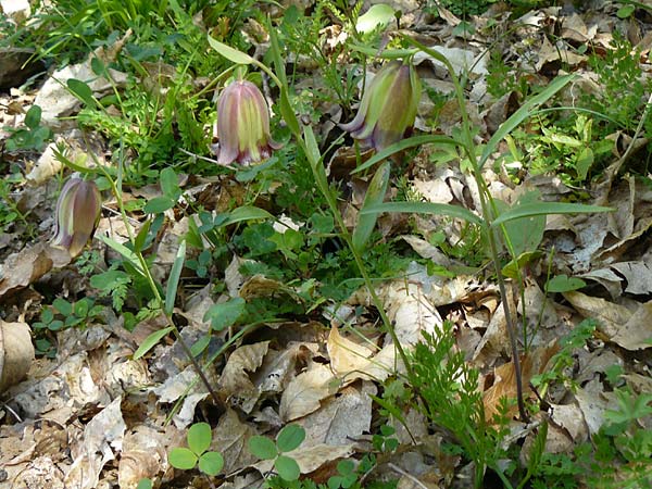 Fritillaria pontica \ Balkan-Schachblume / Pontic Fritillary, Lesbos Agiasos 15.4.2014