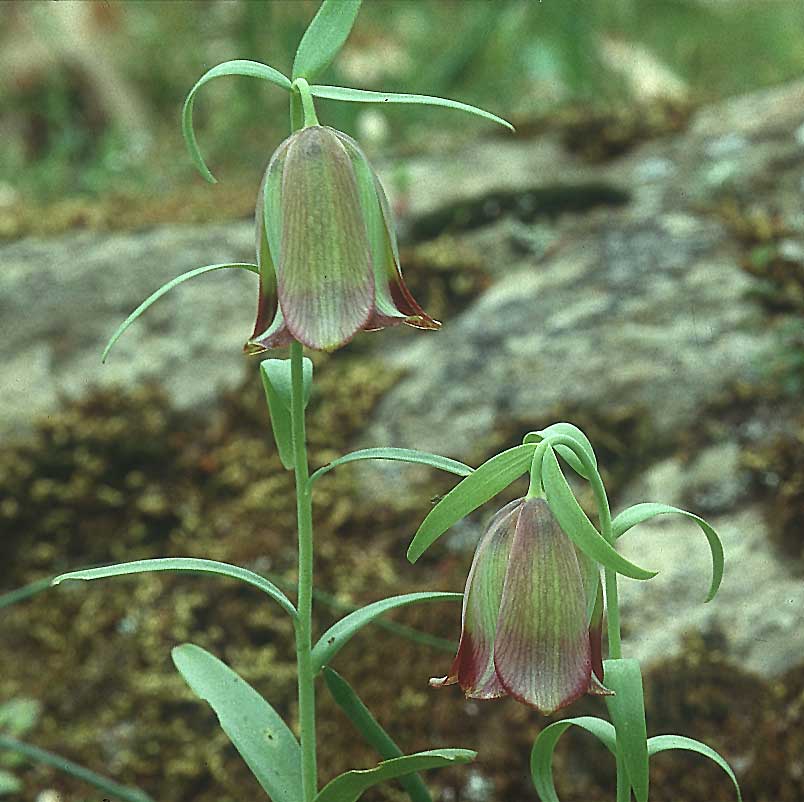 Fritillaria pontica \ Balkan-Schachblume / Pontic Fritillary, Lesbos Agiasos 12.5.1995