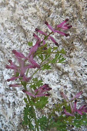 Fumaria officinalis \ Echter Erdrauch / Common Fumitory, Lesbos Petra 19.4.2014