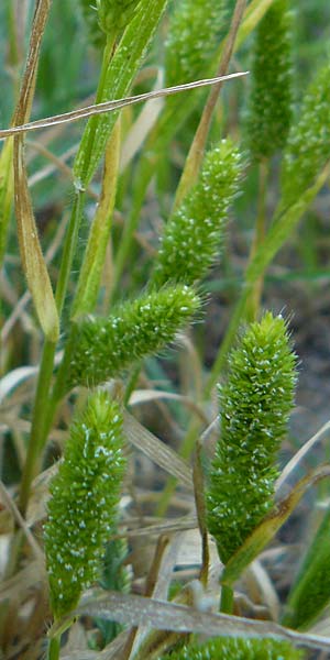 Rostraria cristata \ Echtes B�schelgras / Mediterranean Hair Grass, Lesbos Sigri 14.4.2014