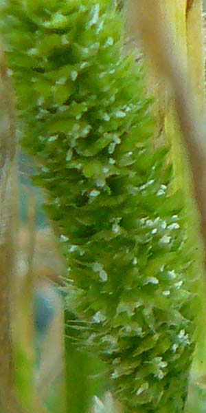 Rostraria cristata \ Echtes B�schelgras / Mediterranean Hair Grass, Lesbos Sigri 14.4.2014