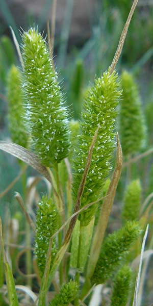 Rostraria cristata \ Echtes B�schelgras / Mediterranean Hair Grass, Lesbos Sigri 14.4.2014