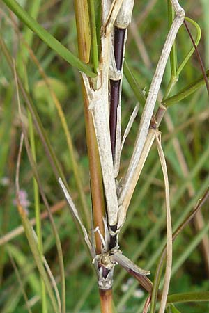 Sporobolus virginicus \ Stechendes Vilfagras, Strand-Samenfallgras / Seashore Dropseed, Sand Coach, Lesbos Polichnitos 16.4.2014