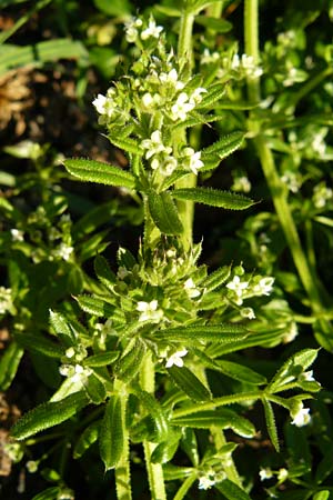 Galium aparine \ Kletten-Labkraut, Klebkraut / Cleavers, Sticky Willy, Lesbos Moni Ypsilou 14.4.2014