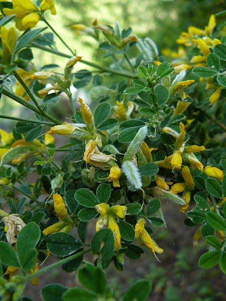 Genista monspessulana \ Montpellier-Ginster / Cape Broom, Lesbos Agiasos 24.4.2014