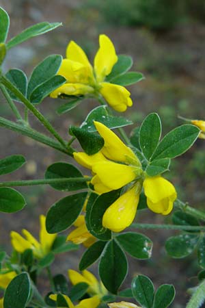 Genista monspessulana \ Montpellier-Ginster / Cape Broom, Lesbos Agiasos 24.4.2014