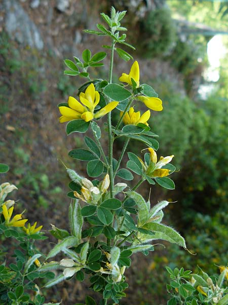 Genista monspessulana \ Montpellier-Ginster / Cape Broom, Lesbos Agiasos 24.4.2014