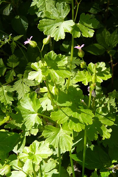 Geranium lucidum \ Glnzender Storchschnabel / Shining Crane's-Bill, Lesbos Agiasos 15.4.2014