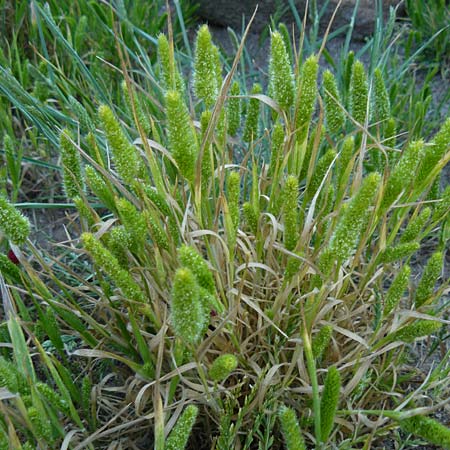 Rostraria cristata \ Echtes B�schelgras / Mediterranean Hair Grass, Lesbos Sigri 14.4.2014