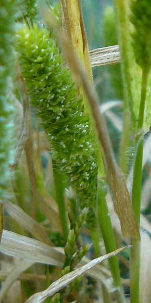 Rostraria cristata \ Echtes B�schelgras / Mediterranean Hair Grass, Lesbos Sigri 14.4.2014