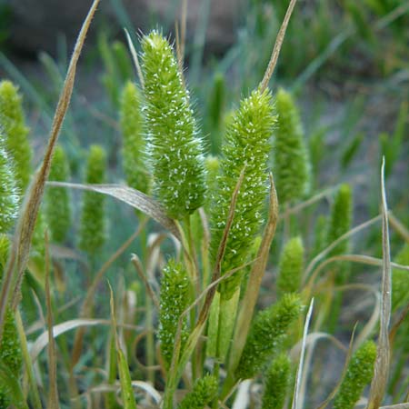 Rostraria cristata \ Echtes B�schelgras / Mediterranean Hair Grass, Lesbos Sigri 14.4.2014