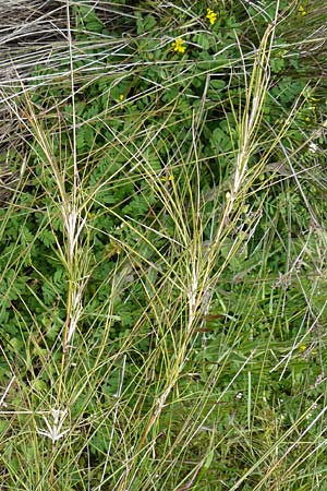 Sporobolus virginicus \ Stechendes Vilfagras, Strand-Samenfallgras / Seashore Dropseed, Sand Coach, Lesbos Polichnitos 16.4.2014