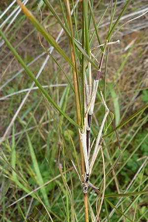 Sporobolus virginicus \ Stechendes Vilfagras, Strand-Samenfallgras / Seashore Dropseed, Sand Coach, Lesbos Polichnitos 16.4.2014