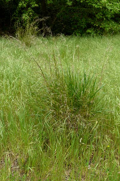 Oloptum miliaceum \ Gewhnlicher Grannenreis / Rice Grass, Smilo Grass, Lesbos Asomatos 17.4.2014