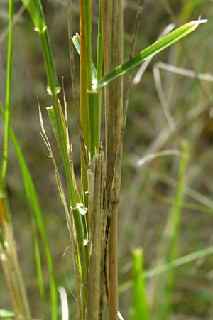 Oloptum miliaceum \ Gewhnlicher Grannenreis / Rice Grass, Smilo Grass, Lesbos Asomatos 24.4.2014