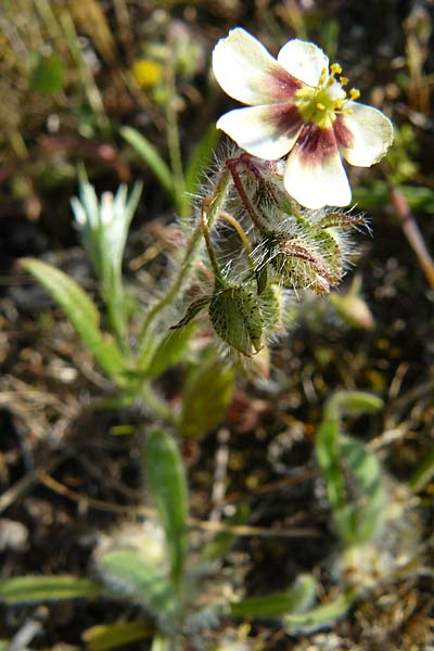 Tuberaria guttata \ Geflecktes Sandrschen / Spotted Rock-Rose, Lesbos Sigri 14.4.2014