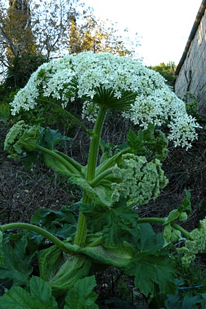 Heracleum platytaenium \ T&uuml;rkischer B�renklau / Turkish Hogweed, Lesbos Megalohori 15.4.2014