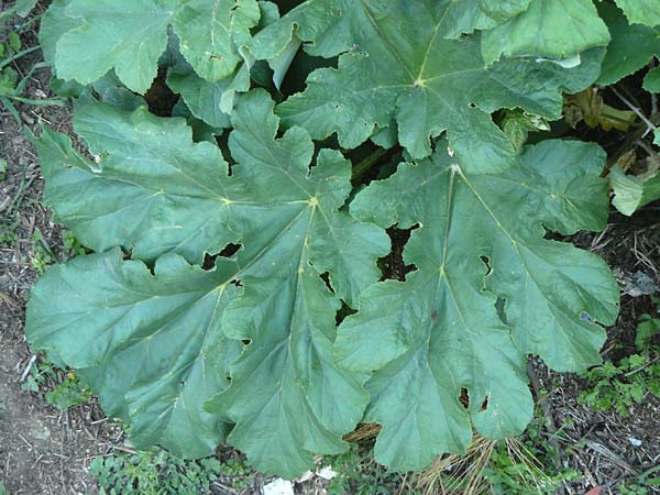 Heracleum platytaenium \ T&uuml;rkischer B�renklau / Turkish Hogweed, Lesbos Megalohori 15.4.2014