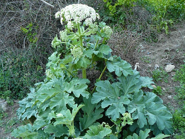 Heracleum platytaenium \ T&uuml;rkischer B�renklau / Turkish Hogweed, Lesbos Megalohori 15.4.2014