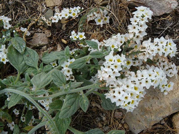 Heliotropium hirsutissimum \ Behaarte Sonnenwende / Hairy Turn-Sole, Lesbos Polichnitos 16.4.2014