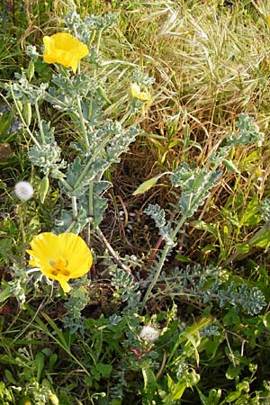 Glaucium flavum \ Gelber Hornmohn / Yellow Horned Poppy, Lesbos Mytilini 13.4.2014