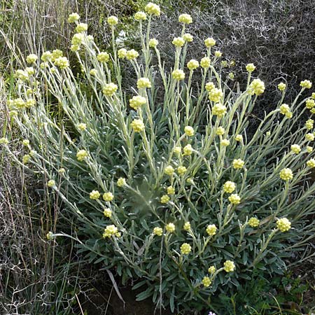 Helichrysum stoechas \ Wohlriechende Strohblume, Lesbos Petra 19.4.2014