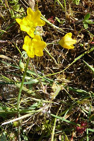 Hypecoum procumbens \ Niederliegende Lappenblume / Sickle-Fruited Hypecoum, Lesbos Sigri 14.4.2014