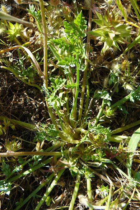 Hypecoum procumbens \ Niederliegende Lappenblume / Sickle-Fruited Hypecoum, Lesbos Sigri 14.4.2014